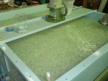 フロック(塊)ができる